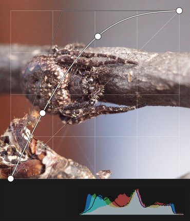 RGB and luminance curves combined in Pixigy to recover highlights and midtones from the underexposed macro spider RAW photo