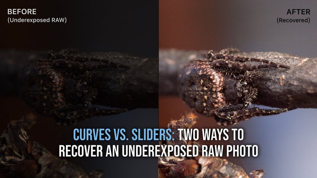 Before and after of an underexposed RAW macro spider photo recovered in Pixigy