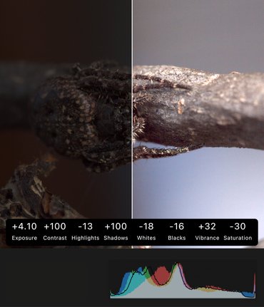 Before and after of a RAW photo recovered with Pixigy sliders adjustments, showing detail and texture restored in the macro spider photo