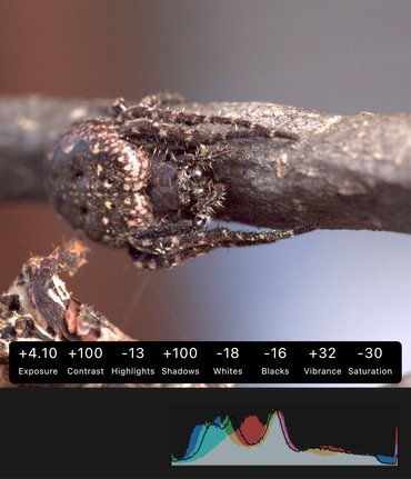 Underexposed macro spider photo recovered in Pixigy with slider adjustments, showing an evenly distributed histogram