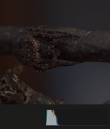 Severely underexposed RAW macro spider photo on a dry branch before editing in Pixigy, histogram concentrated to the far left