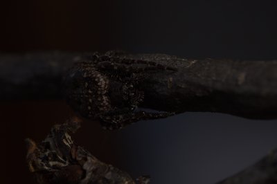 Original severely underexposed RAW macro photo of a spider on a dry branch